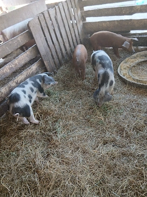 De Vânzare 4 soldani 3 purcele și on mascur  - imagine 3