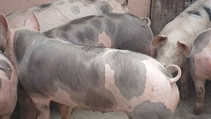 porci petrean belgian - imagine 10