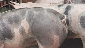 porci petrean belgian - imagine 6