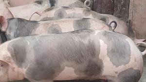 porci petrean belgian - imagine 7