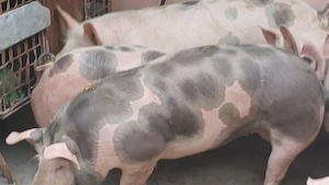 porci petrean belgian - imagine 2