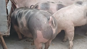 porci petrean belgian