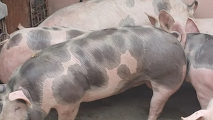 porci petrean belgian - imagine 3