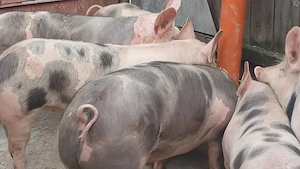 porci petrean belgian - imagine 5