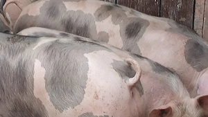 porci petrean belgian - imagine 9