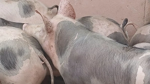 porci petrean belgian - imagine 4