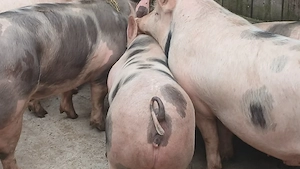 porci petrean belgian - imagine 8