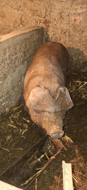 vând purcică duroc - imagine 3