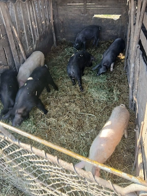 De Vânzare 7 bucăți de la 40 la 55 kg unul  - imagine 5