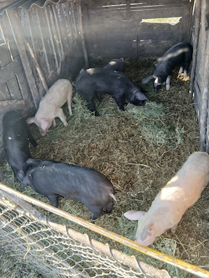 De Vânzare 7 bucăți de la 40 la 55 kg unul  - imagine 3