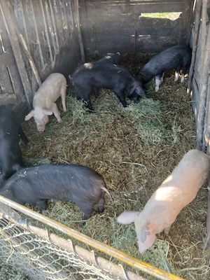 De Vânzare 7 bucăți de la 40 la 55 kg unul 