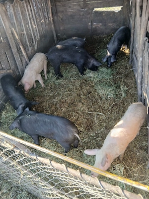 De Vânzare 7 bucăți de la 40 la 55 kg unul  - imagine 2