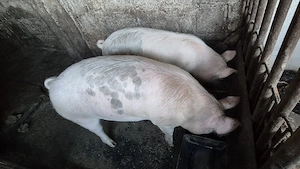 Vand purcei șoldani! - imagine 2