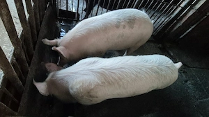 Vand purcei șoldani!