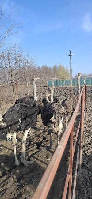 vând struți  - imagine 2