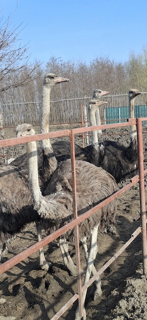 vând struți  - imagine 2