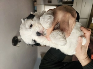 Caini shitzu deosebiți  - imagine 2