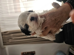 Caini shitzu deosebiți  - imagine 4