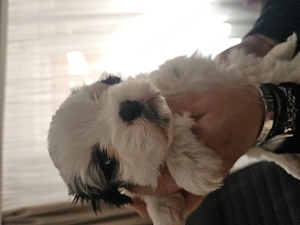 Caini shitzu deosebiți  - imagine 3