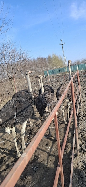 vând struți  - imagine 3