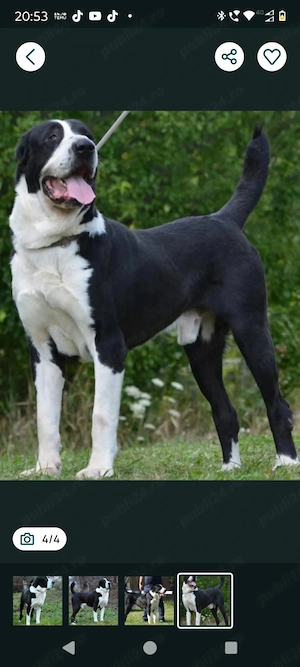 Ciobănesc de Asia Centrala 