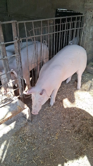 Vand porci crescuți în gospodărie 40-70kg - imagine 2