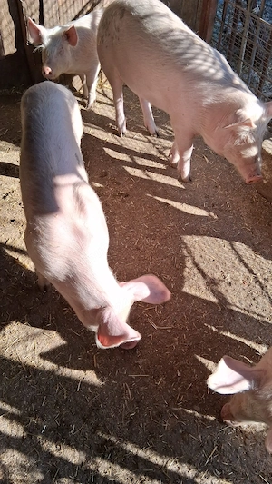 Vand porci crescuți în gospodărie 40-70kg - imagine 3