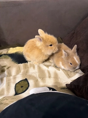 iepurasi cap de leu  - imagine 3