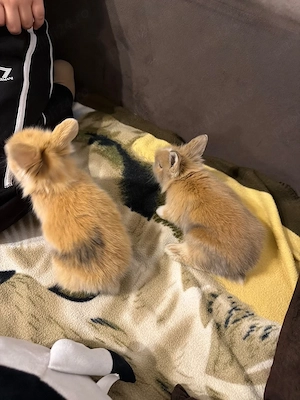 iepurasi cap de leu  - imagine 4