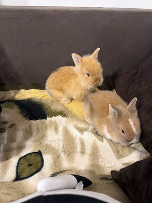 iepurasi cap de leu  - imagine 2