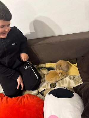 iepurasi cap de leu  - imagine 5