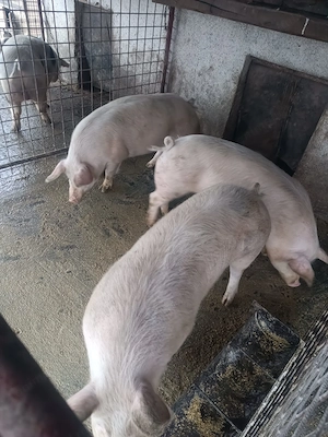 Porci de sacrificat marele alb - imagine 2