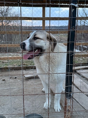 De vânzare   Femelă Ciobănesc de Asia Centrală, 8 luni - imagine 2