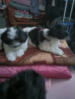 De vânzare, căței bichon (fetițe) - imagine 4