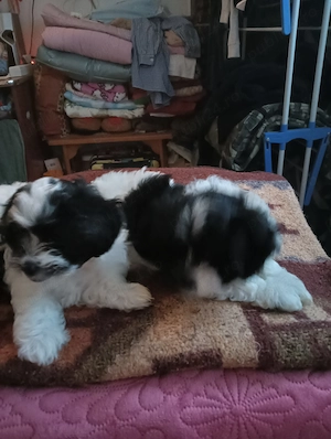 De vânzare, căței bichon (fetițe) - imagine 2