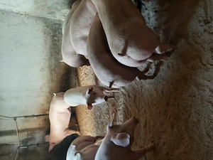 vând soldani de carne diferite mărimi  - imagine 3