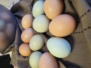 Oua de la gaini crescute la tara in Satulung, gaini libere in curte