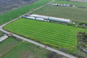 Teren intravilan 7.811 mp | Ciolpani, Ilfov | Acces drum public - imagine 4