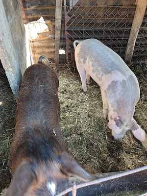 Vând porci 60 kg - imagine 2