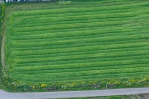 Teren intravilan 7.811 mp | Ciolpani, Ilfov | Acces drum public - imagine 5