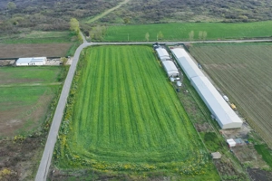 Teren intravilan 7.811 mp | Ciolpani, Ilfov | Acces drum public - imagine 7