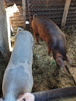 Vând porci 60 kg - imagine 3