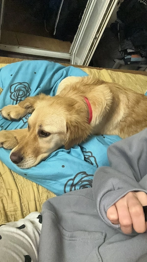 Vand Gloden Retrevier