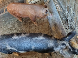 Vând porci 40 45 kg - imagine 4