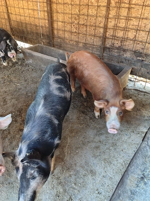 Vând porci 40 45 kg - imagine 3