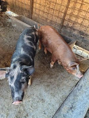 Vând porci 40 45 kg