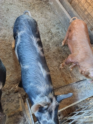 Vând porci 40 45 kg - imagine 2