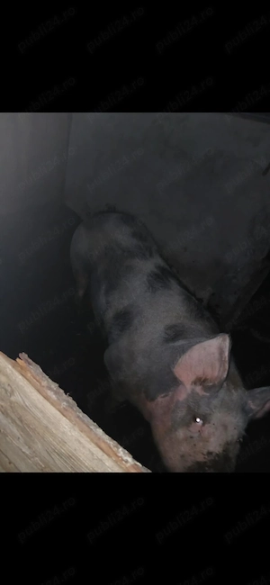 Vând porci rasa pietran de carne greutate 200_250 bucata - imagine 2