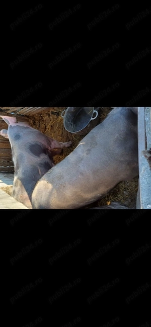 Vând porc pietran greutate 200_250