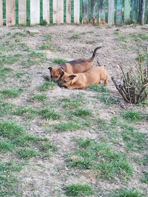 donez căței  - imagine 2